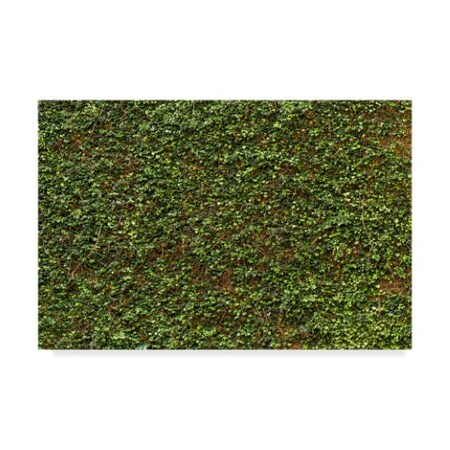 Trademark Fine Art 1X Prints 'Green Ivy Leaves Wall' Canvas Art, 22x32 1X07918-C2232GG